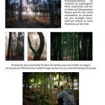 Buch "Bin im Wald" von Sabine Langer - Beispielseite